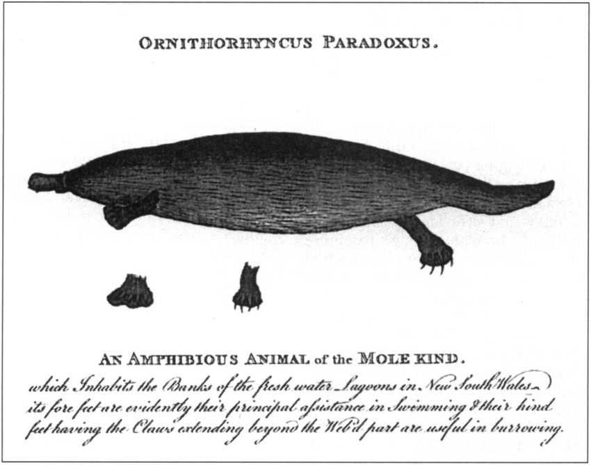 Un disegno dell'ornitorinco del governatore dell'Australia John Hunter. 